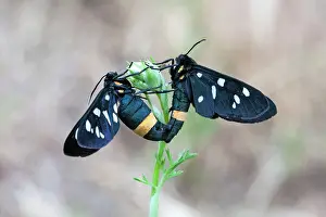 Amata: Nine-spotted Moth pair mating - Bulgaria (Amata phegea)