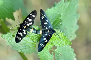 Amata: Nine-spotted Moth - Pair mating, close up