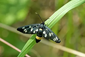 Amata: The nine-spotted - Resting on grass stem