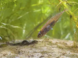 Dorsal: Ninespine Stickleback Freshwater Fish (Pungitius pungitius)