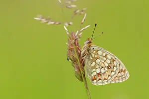 Argynnis: Niobe Fritillary
