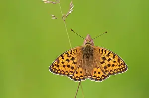 Argynnis: Niobe Fritillary