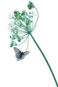 Argynnis: Niobe Fritillary