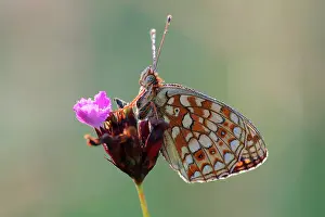 Argynnis: Niobe Fritillary