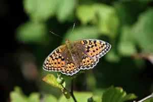 Argynnis: Niobe Fritillary - butterfly resting in the sun