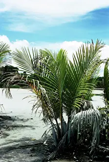 Eric Lindgren: NIPA PALM