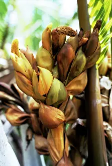 Fruticans: Nipa Palm - flower spike