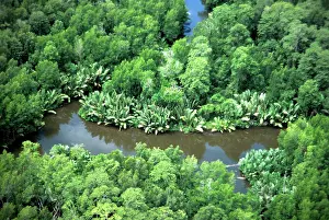 Eric Lindgren: Nipa Palm - and Mangroves