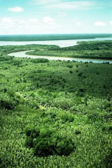 Eric Lindgren: Nipa Palm - swampland
