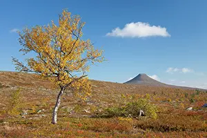 Fjaell: Nipfjaellet Mount Nipfjaellet in autumn Sweden
