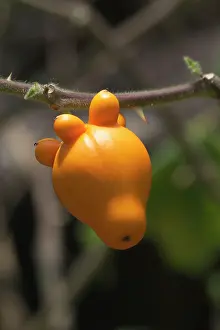 Genitalia: Nipple Fruit / Nipple Brinjal / Apple of Sodom