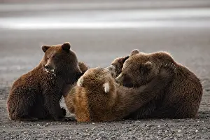 Omnivores: NIS