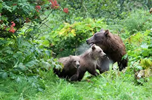 Omnivores: NIS