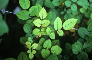 Chlorosis: Nitrogen deficiency chlorosis