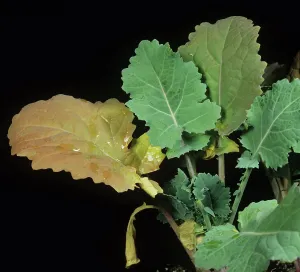 Chlorosis: Nitrogen deficient oilseed rape leaf