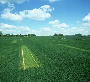 Trial: Nitrogen fertilizer input trial