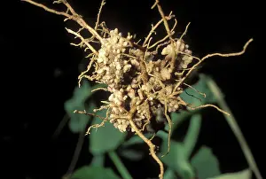 Peas: Nitrogen-Fixing Nodules on Pea Roots