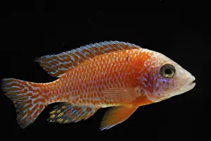 Examples: Nkhomo-benga peacock male hybrid