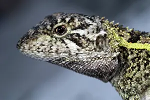 Amphibolurus: Nobbi Dragon Lizard