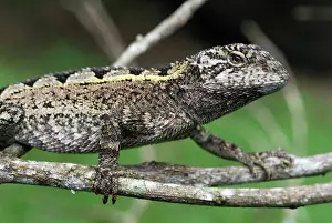 Amphibolurus: Nobbi Dragon Lizard