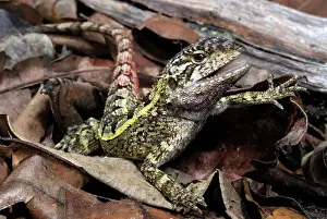 Amphibolurus: Nobbi Dragon Lizard