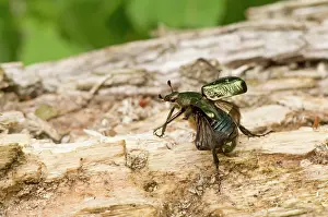 Noble: Noble chafer (Gnorimus nobilis). Allindelille Fredskov