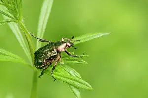 Noble: Noble chafer (Gnorimus nobilis). Allindelille Fredskov