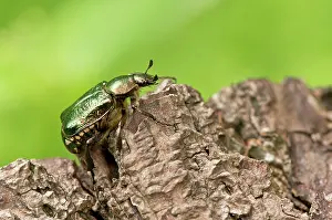 Noble: Noble chafer (Gnorimus nobilis). Allindelille Fredskov