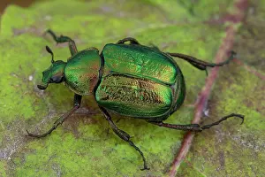 Noble: Noble chafer (Gnorimus nobilis), Fontaine la Mallet