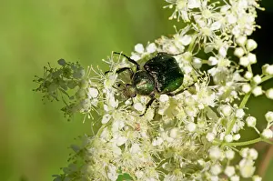 Noble: Noble chafer (Gnorimus nobilis) feeding. Haltorp