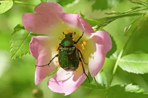 Noble: Noble chafer (Gnorimus nobilis) feeding in Rose
