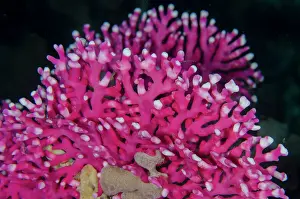 Weda: Noble Coral - Loleo dive site, Weda, Halmahera
