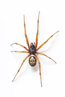Noble: Noble False Widow Spider