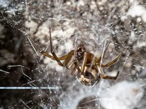 False: Noble False Widow spider - adult female outside nest chamber