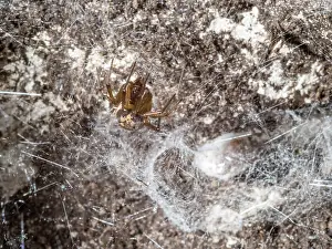 False: Noble False Widow spider - adult female outside nest chamber