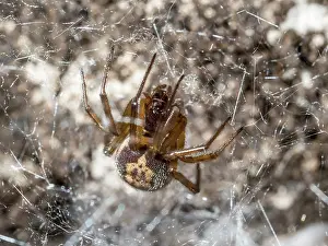 False: Noble False Widow spider - adult female on web - UK