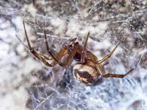 False: Noble False Widow spider - adult female on web - UK