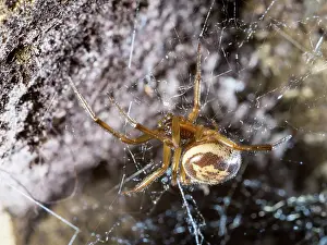 False: Noble False Widow spider - adult female on web - UK