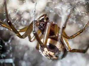 False: Noble False Widow spider - adult female on web - UK