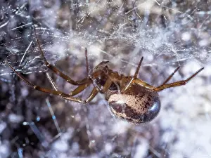 False: Noble False Widow spider - adult female on web - UK