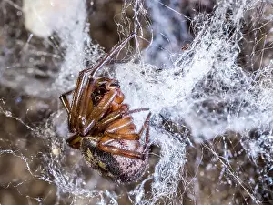 False: Noble False Widow spider - adult female on web - UK