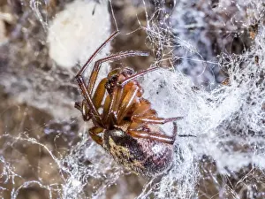 False: Noble False Widow spider - adult female on web - UK