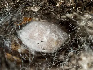 False: Noble False Widow spider - egg sac - UK