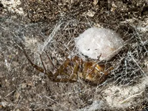 False: Noble False Widow spider - female guarding egg sac - UK