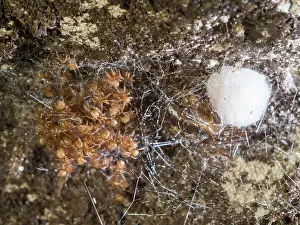 False: Noble False Widow spider - spiderlings and adult female with
