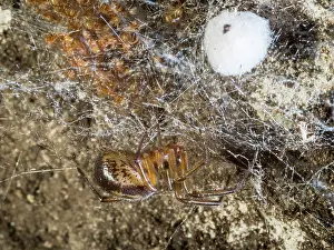 False: Noble False Widow spider - spiderlings and adult female with