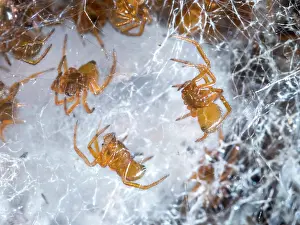 False: Noble False Widow spider - spiderlings and unhatched egg sac