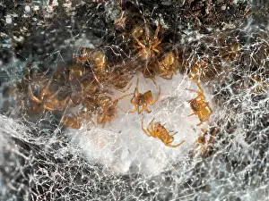 False: Noble False Widow spider - spiderlings and unhatched egg sac