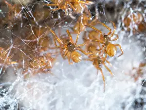 False: Noble False Widow spider - spiderlings and unhatched egg sac