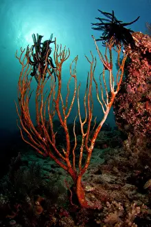 Noble: Noble Feather Star - on a brocken sea fan